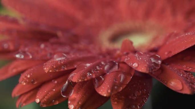红色雏菊-非洲菊花水滴的宏观镜头。落在花瓣上的露珠