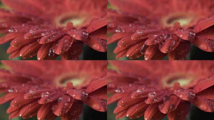 红色雏菊-非洲菊花水滴的宏观镜头。落在花瓣上的露珠