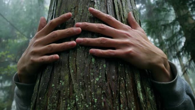 热爱自然，拥抱森林中的木树干
