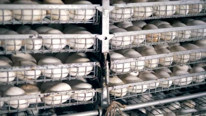 许多孵化的鸡蛋产于孵化器的金属架上。