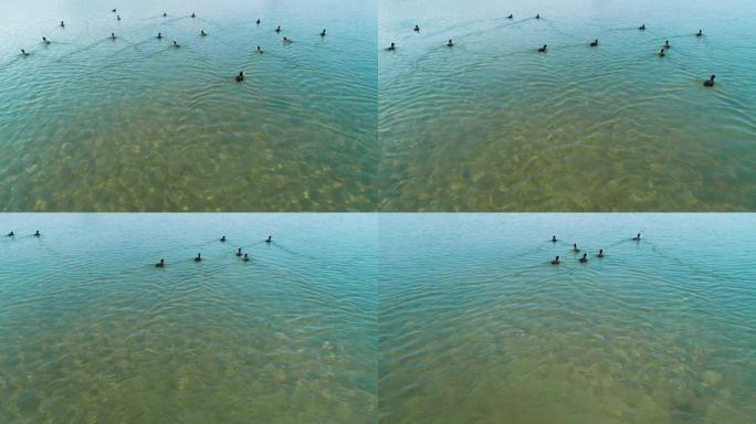 一群年轻的野鸭在河上游泳