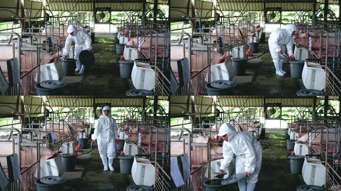 4k镜头亚洲工人在工厂养猪场散步和喂猪食物的场景，牲畜和家畜概念