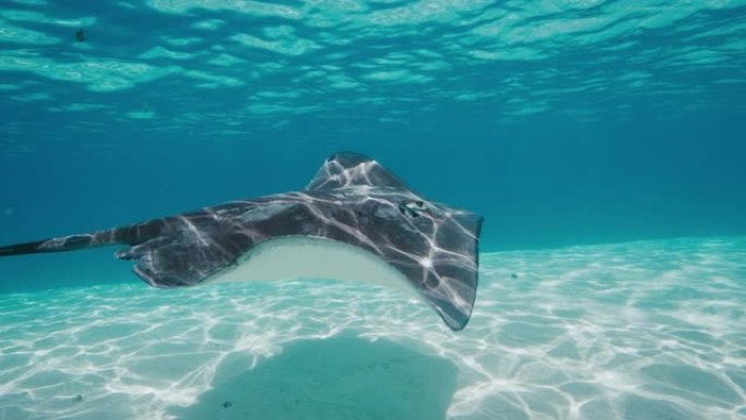 滑行水族馆动物园海底世界长隆海洋王国