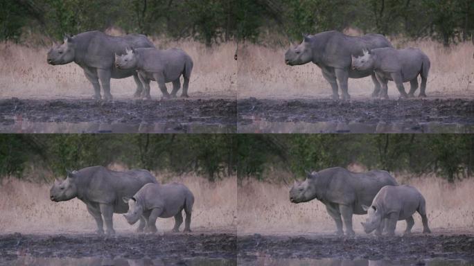 纳米比亚埃托沙国家公园水坑边缘站立的雌性黑犀牛和小牛的4k特写视图
