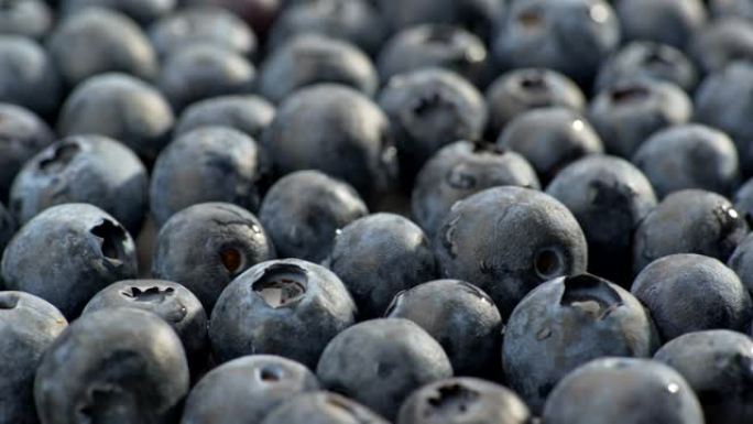 部分模糊的浆果背景。相机旋转以显示许多蓝莓。医学证明蓝莓有益健康。UHD