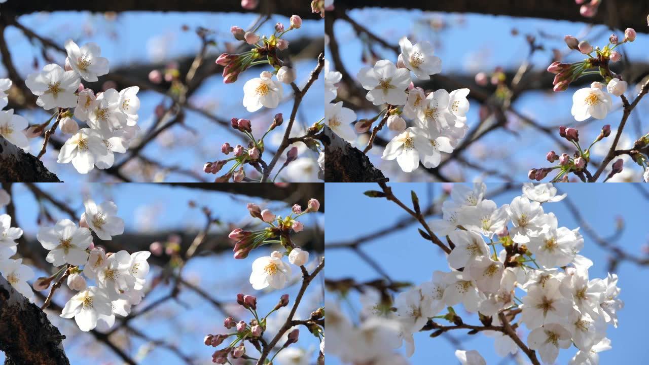 日本的春天樱花盛开