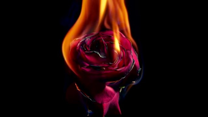 红玫瑰在火中点燃燃烧