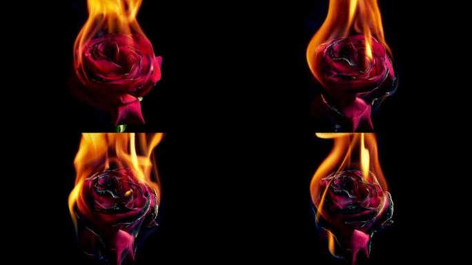 红玫瑰在火中点燃燃烧