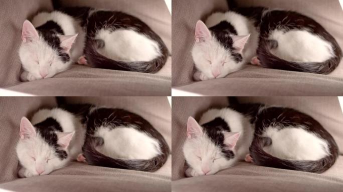 懒猫睡觉