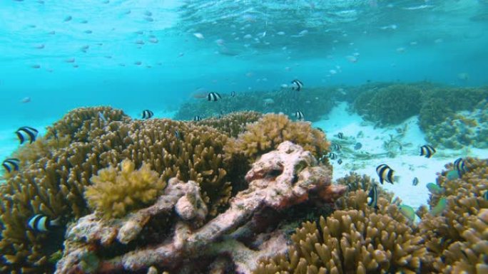 水下: 马尔代夫充满活力的海洋生物的田园风光。