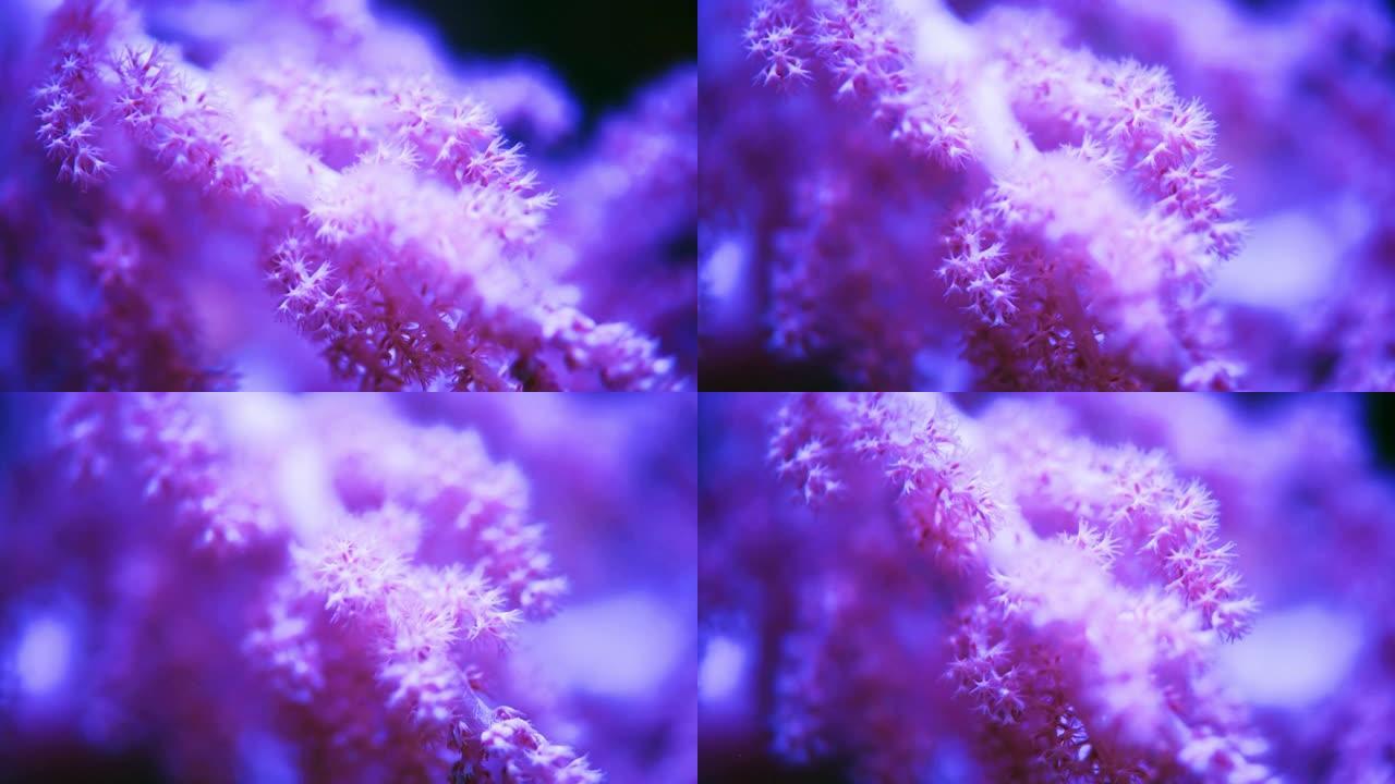 珊瑚是真正优雅的生物