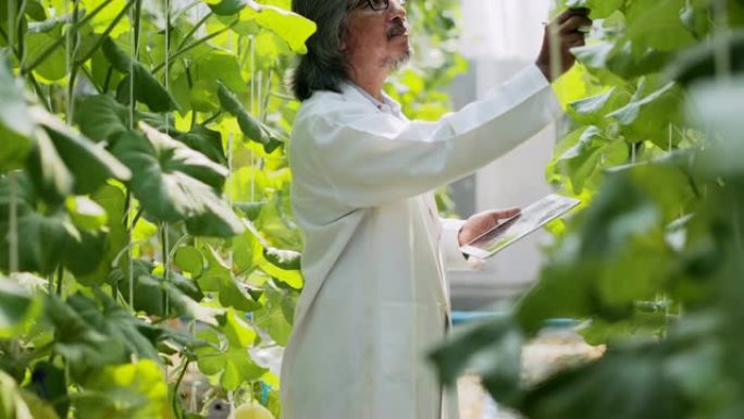 白大衣高级农艺师用平板电脑监督温室幼苗的生长。植物护理和保护概念。行业4.0