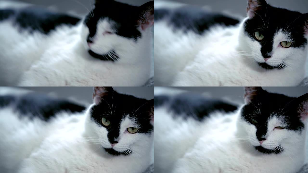 可爱的黑白猫看着相机