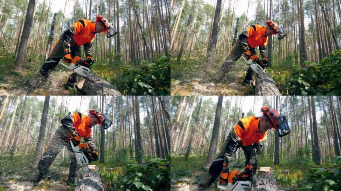 专业伐木工人用电锯砍树。
