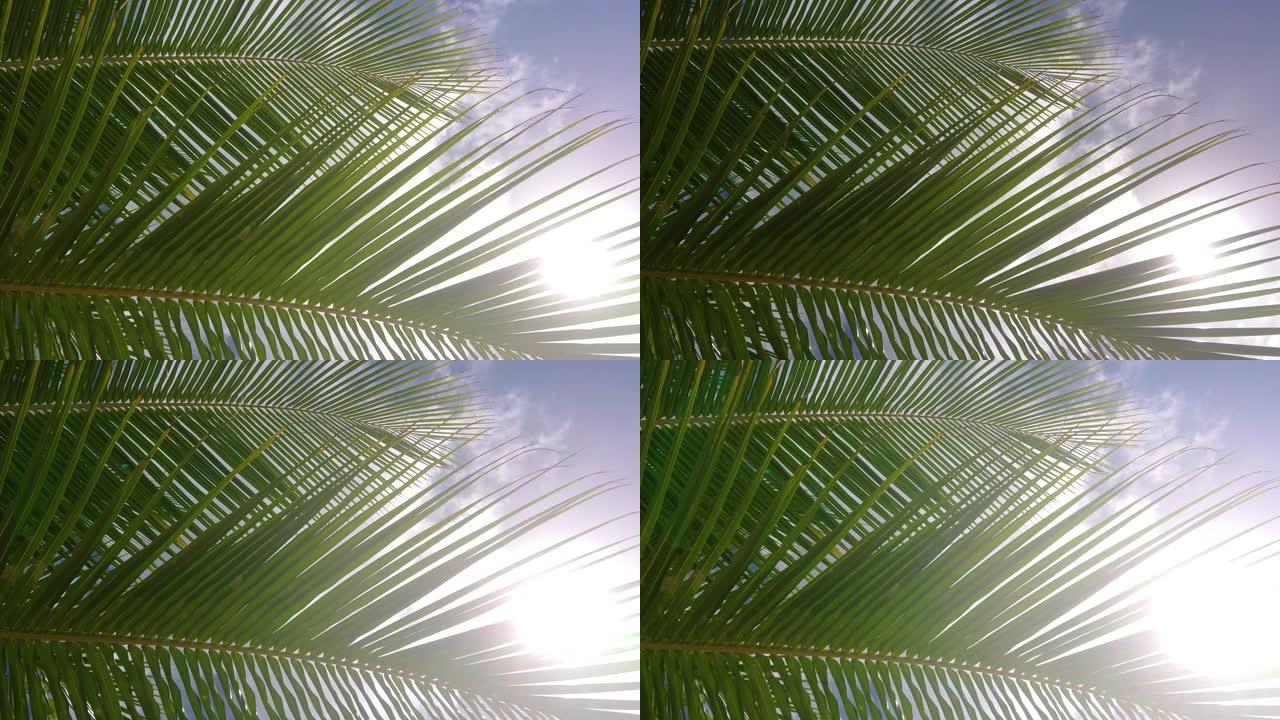 特写: 郁郁葱葱的棕榈树树枝在温暖的夏日微风中沙沙作响。