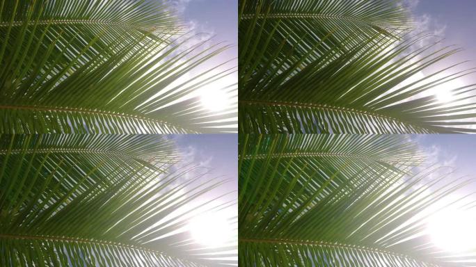 特写: 郁郁葱葱的棕榈树树枝在温暖的夏日微风中沙沙作响。