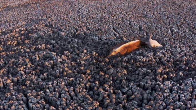 由于干旱和气候变化，恩加米湖干dries，一头受灾的母牛的圆形鸟瞰图等待着其严峻的命运被困在厚厚的泥