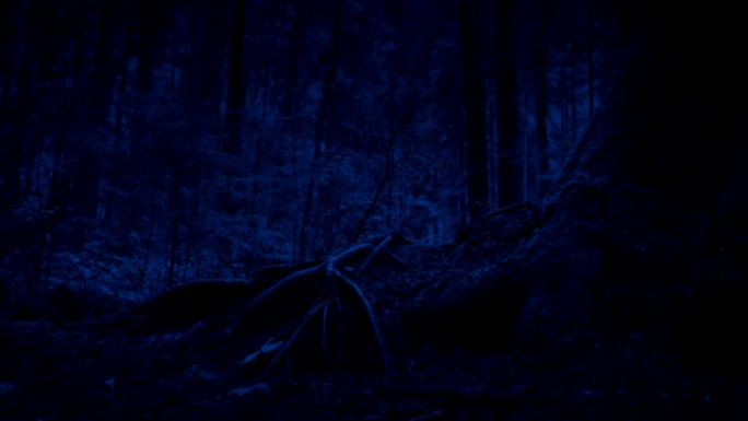 晚上在树林里传递树根