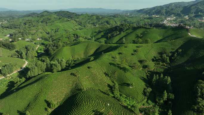 4K信阳茶山 信阳毛尖