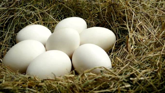 在巢中传递白色鸡蛋