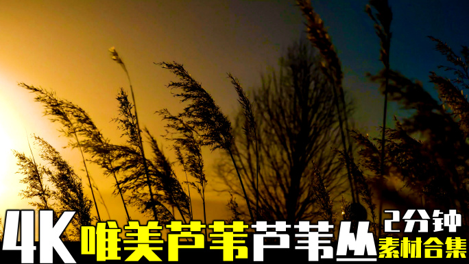 逆光夕阳芦苇草丛唯美意境实拍