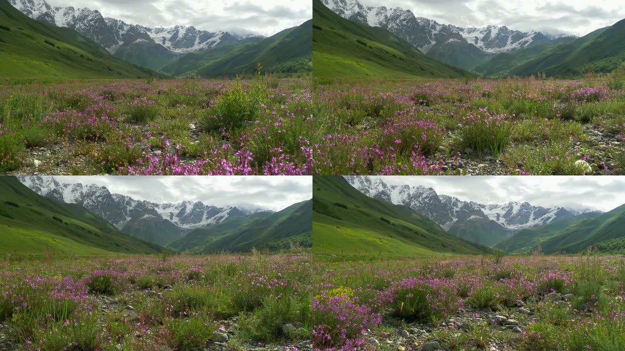 高加索山脉有粉红色花朵的山谷。万向节射击，4K