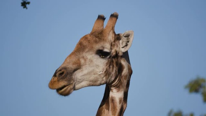 4k沙漠长颈鹿咀嚼植被并看着背景为蓝天的相机，纳米比亚纳米布沙漠的Hoanib山谷