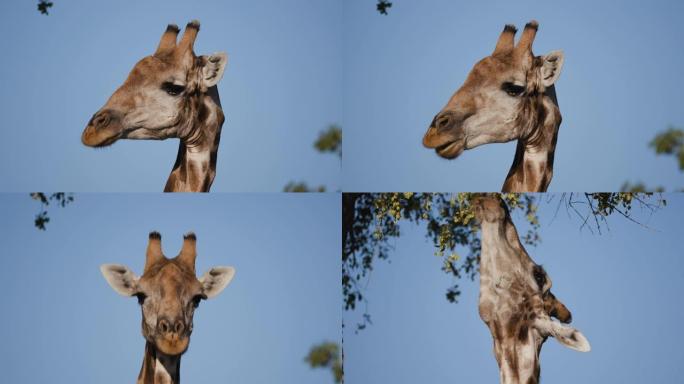 4k沙漠长颈鹿咀嚼植被并看着背景为蓝天的相机，纳米比亚纳米布沙漠的Hoanib山谷