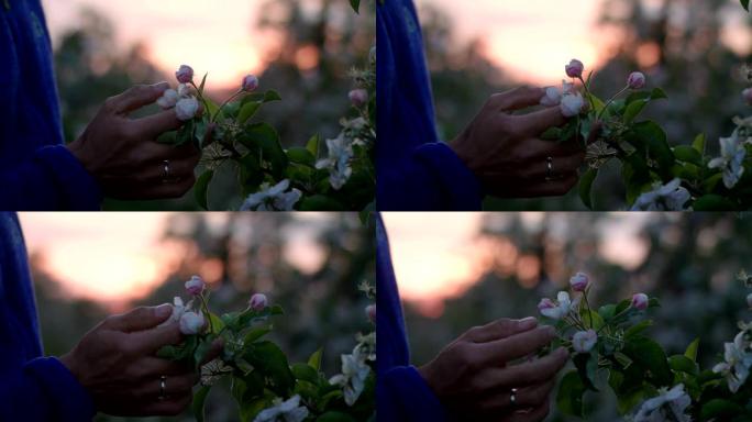 盛开的果园里的日落。男人触摸精致的樱桃花