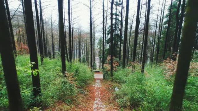 穿过森林的道路