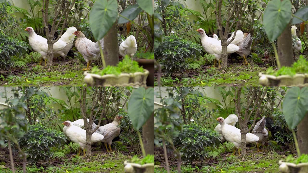 在后院散步的白母鸡