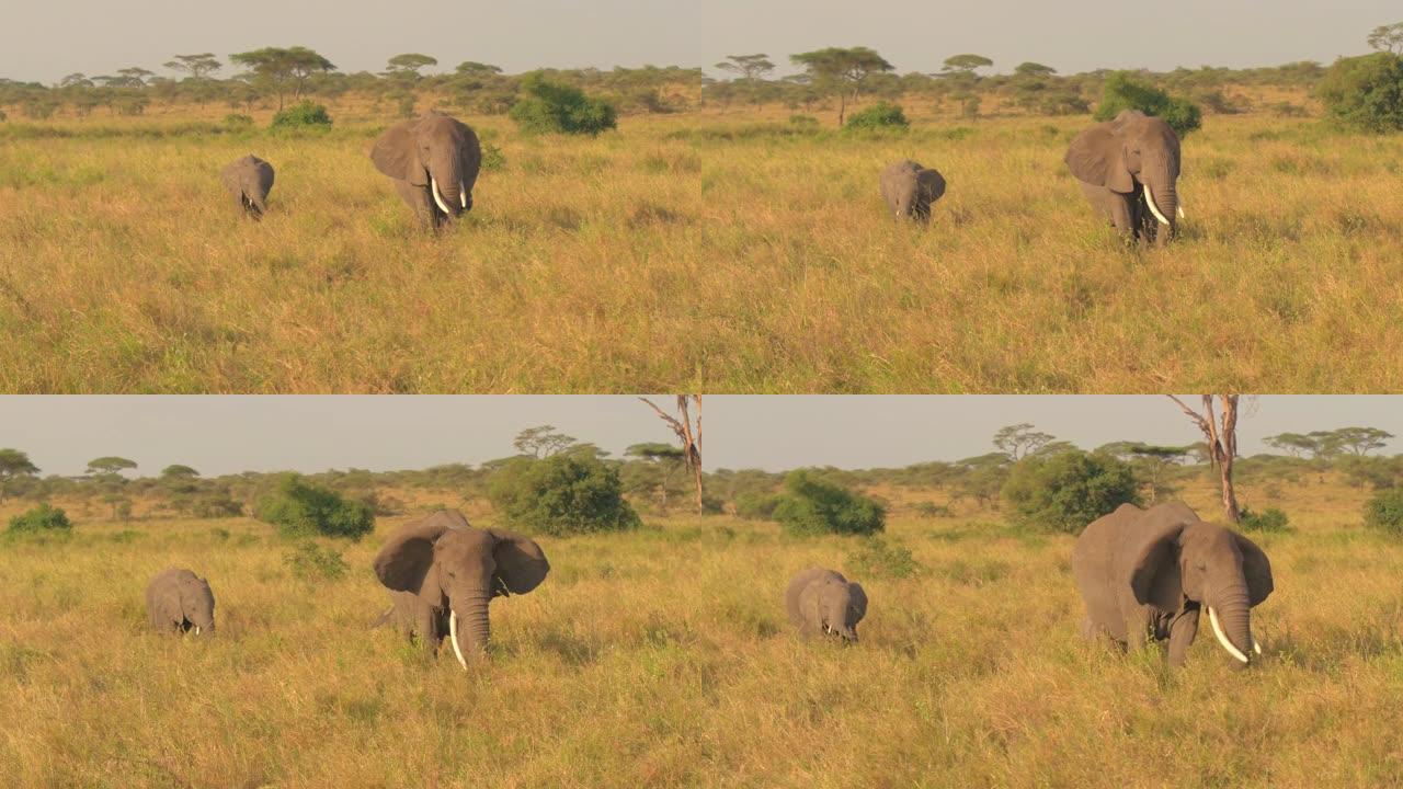 特写: 早上在大草原上放牧的母象和小象