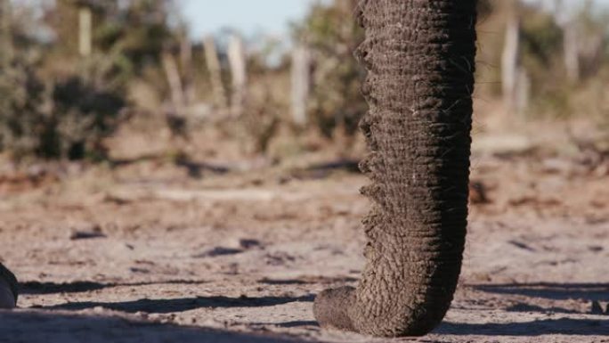 博茨瓦纳在地面上休息的象鼻的4k特写视图