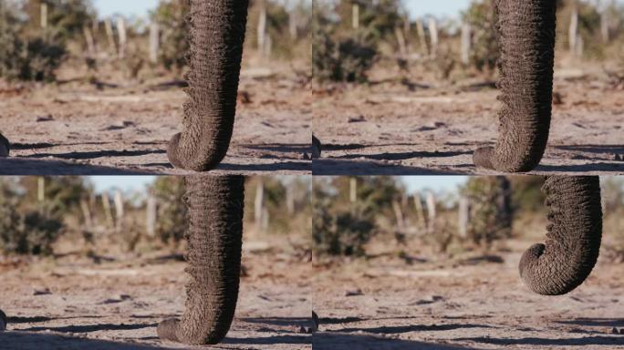 博茨瓦纳在地面上休息的象鼻的4k特写视图