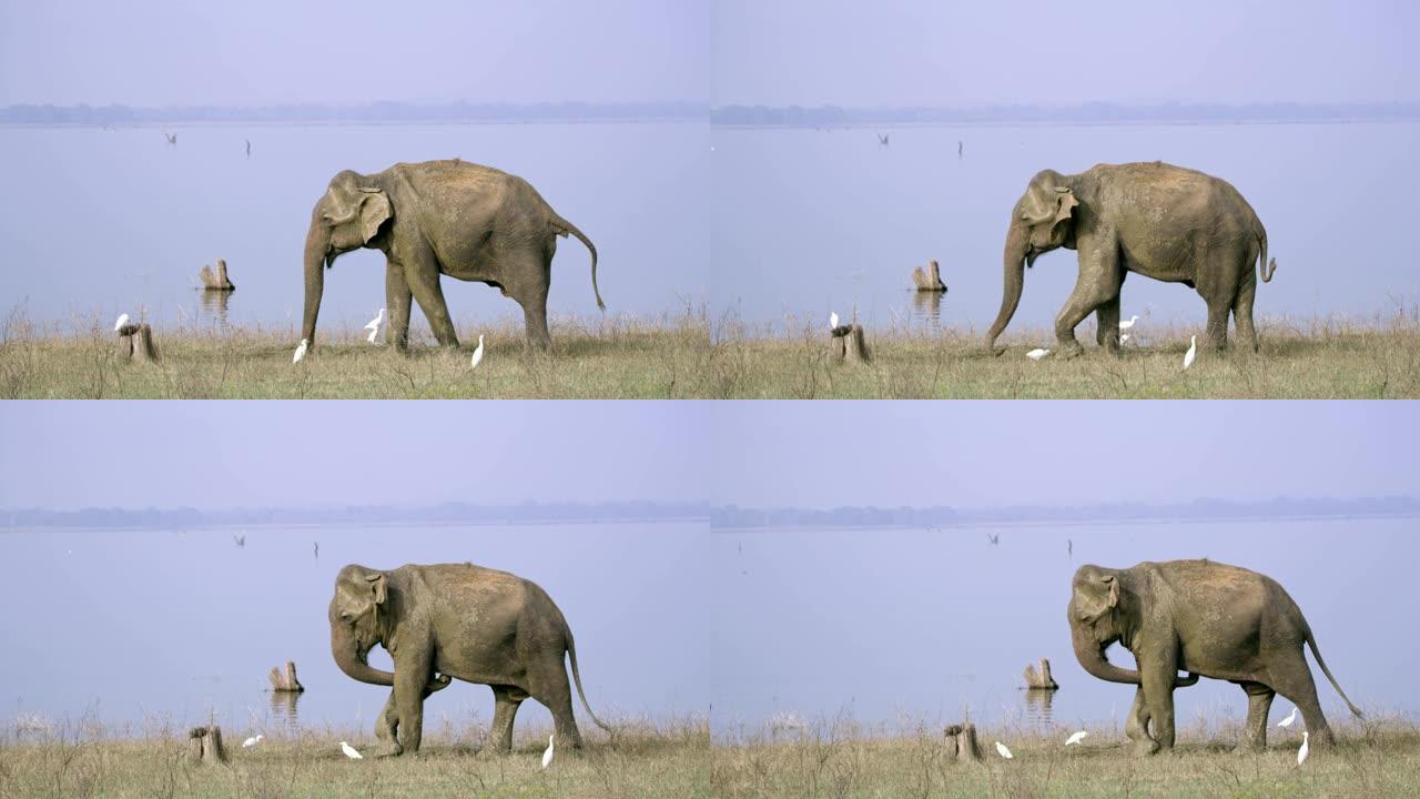 斯里兰卡阳光河畔的大象女士
