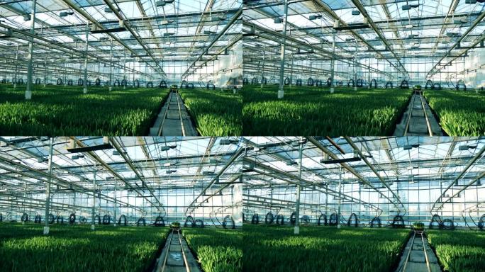 在温室中种植的花，生长在土壤中。