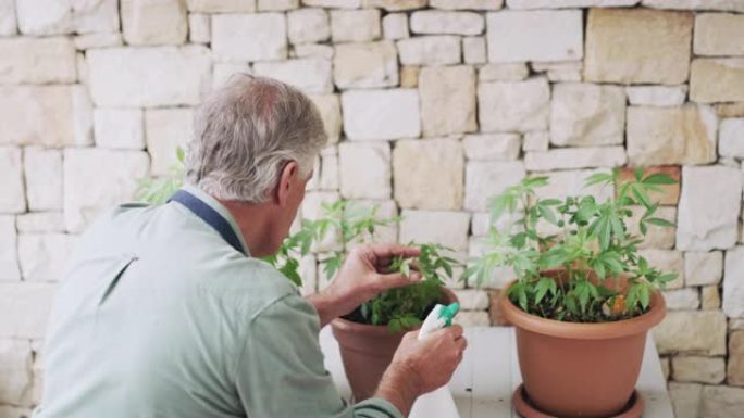 医用大麻对我的生活产生了积极的影响