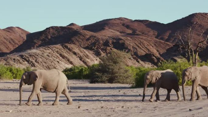 纳米比亚纳米布沙漠Hoanib山谷行走的四只沙漠大象的4k特写视图