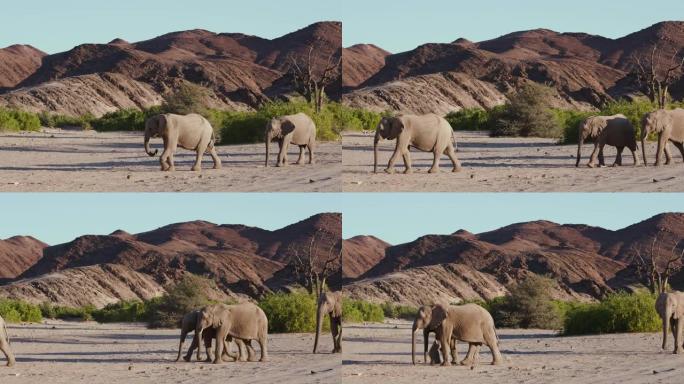 纳米比亚纳米布沙漠Hoanib山谷行走的四只沙漠大象的4k特写视图
