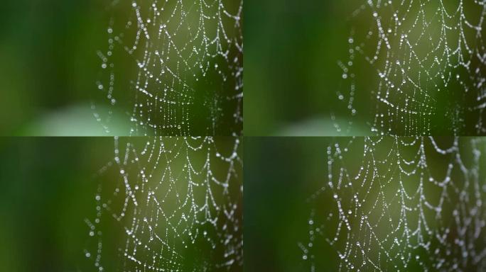蜘蛛网中的露水蜘蛛网中的露水