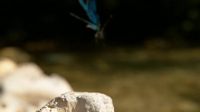 慢动作: 令人惊叹的蓝蜻蜓在阳光明媚的日子从岩石上起飞。
