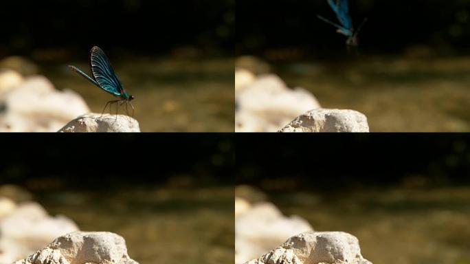 慢动作: 令人惊叹的蓝蜻蜓在阳光明媚的日子从岩石上起飞。