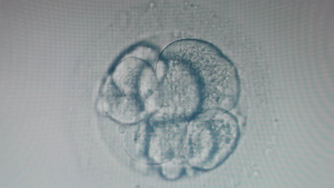 放大的卵细胞中胚胎的早期发育