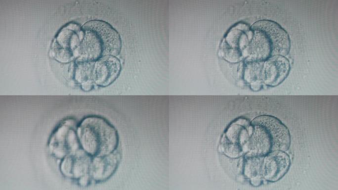 放大的卵细胞中胚胎的早期发育