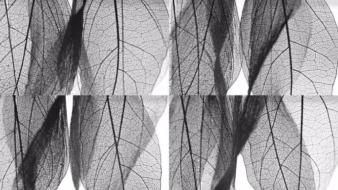 叶子的骨骼背景。树叶经络树叶轮廓