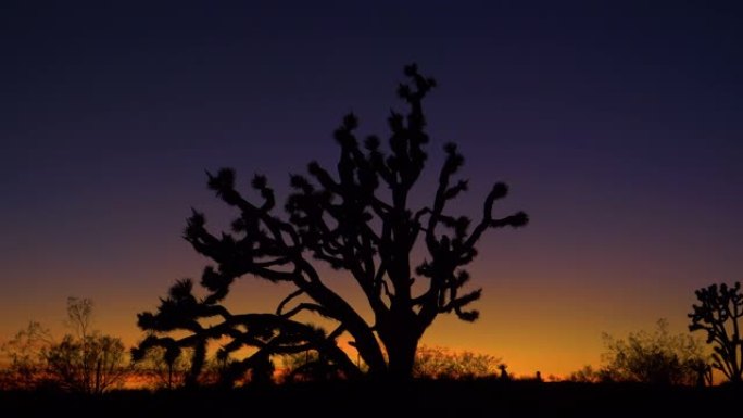 剪影: 日出照亮了散布在莫哈韦沙漠周围的丝兰棕榈树。