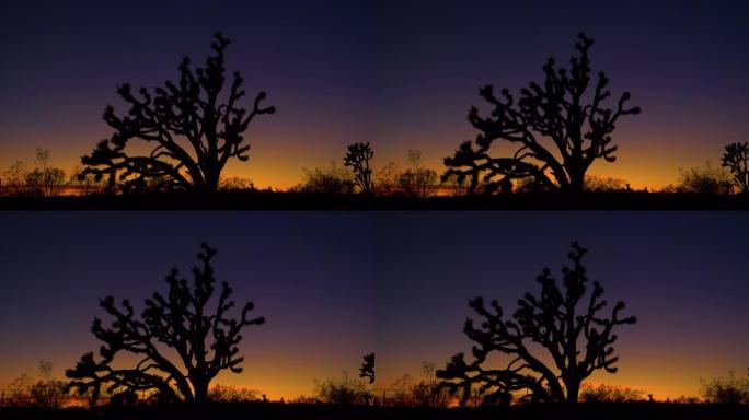 剪影: 日出照亮了散布在莫哈韦沙漠周围的丝兰棕榈树。