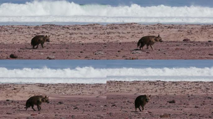 纳米比亚骷髅海岸国家公园海岸线上行走的棕色鬣狗的4k视图