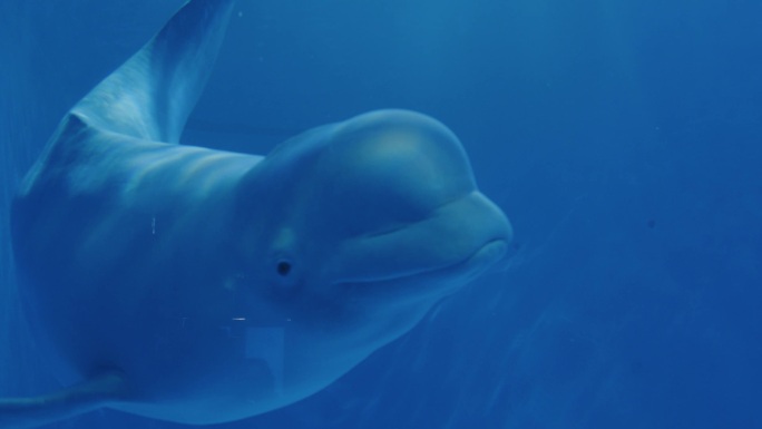 白鲸表演海洋馆海洋世界可爱