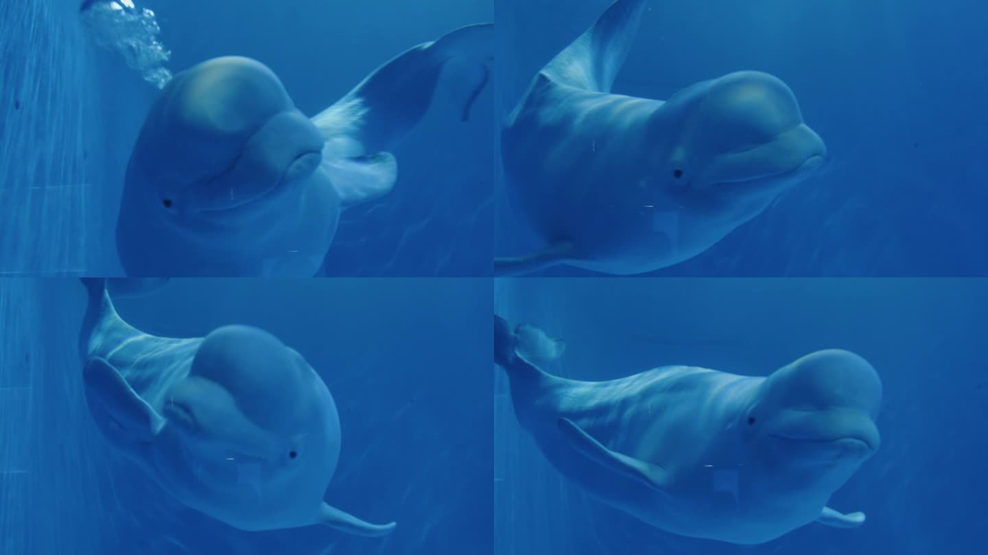 在哈尔滨我亲眼目睹了世界唯一极地白鲸水下表演“海洋之心”_中国